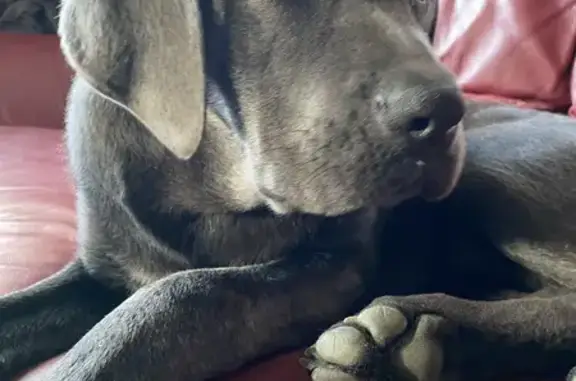 Chien perdu Plomeur, photo : Deux chiennes perdues à Penfrad