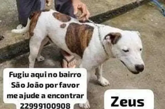 cachorro desaparecida