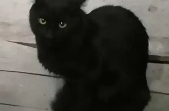 Gato Negro Perdido en Santa Martha: Itzcoatl