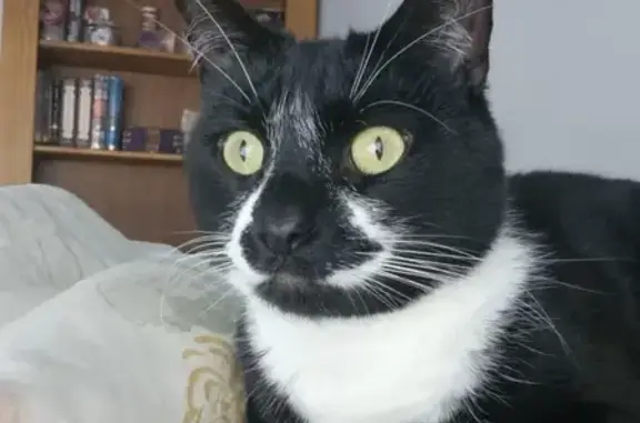Lost pets Adelaide, photo: Lost Black & White Male Cat on Costa St.