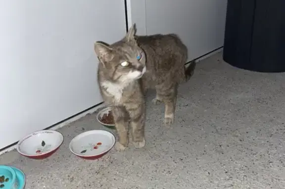 Animaux trouvés , photo: Chat trouvé à Saleux, Hauts-de-France