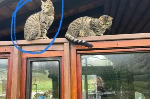 ¡Gato Perdido en Vioño: Cariñoso y Juguetón!