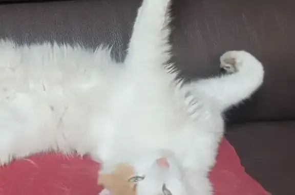 Chat perdu : Nougat, blanc tacheté caramel - photo