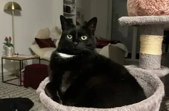 Animaux perdus Haguenau, photo: Chatte perdue à Haguenau ce matin
