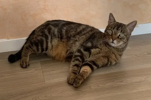 Animaux perdus Colombey-les-Belles, photo: Chat perdu à Colombey : tigré, queue cassée