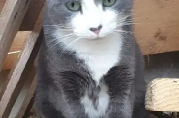 Chat perdu à Puilboreau : Litchi, 4 ans - photo