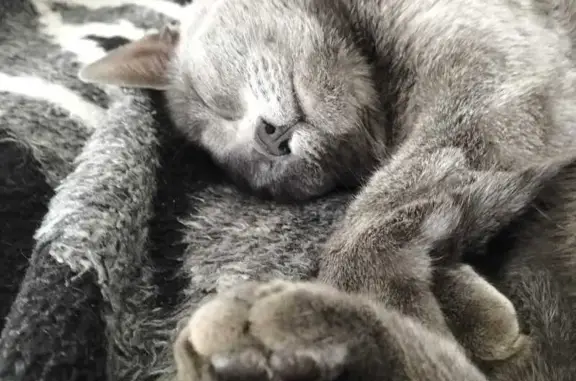 Missing cat Boksburg, photo: Lost Grey Russian Blue Cat in Boksburg