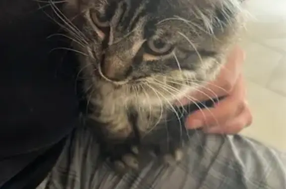 Chat trouvé Aubergenville, photo: Chaton gris trouvé à Aubergenville