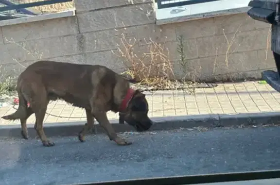 Perro encontrado , foto: Perro Amable Encontrado en Paracuellos