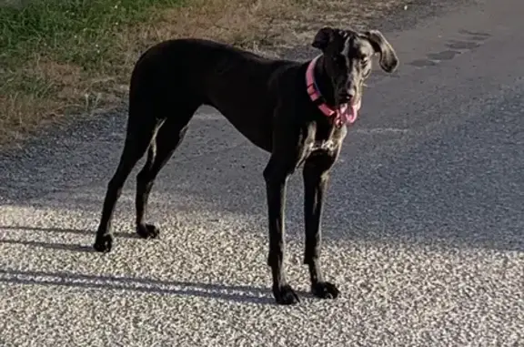 Chien trouvé Azay-le-Brûlé, photo: Chienne noire errante à Jaunay, collier rose