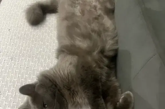 Lost Grey Fluffy Cat in Cape Town Area