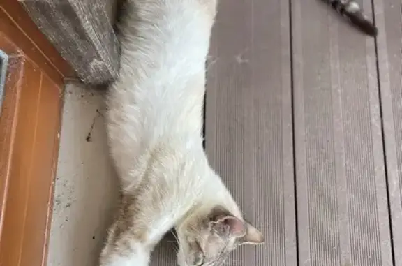 Chat perdu : crème/blanc, yeux bleus, Andel - photo