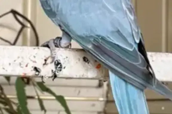 Lost pets , photo: Lost Blue/Grey Parakeet in Bayswater