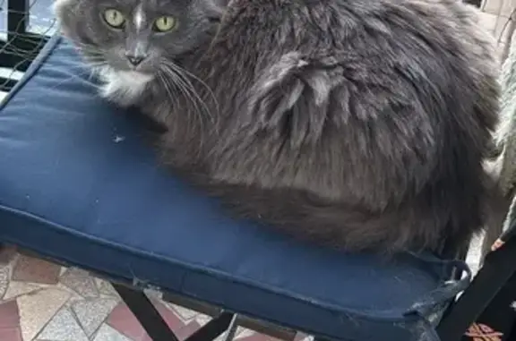 Chat perdu, Paris, photo: Chatte perdue, grise, timide, gentille