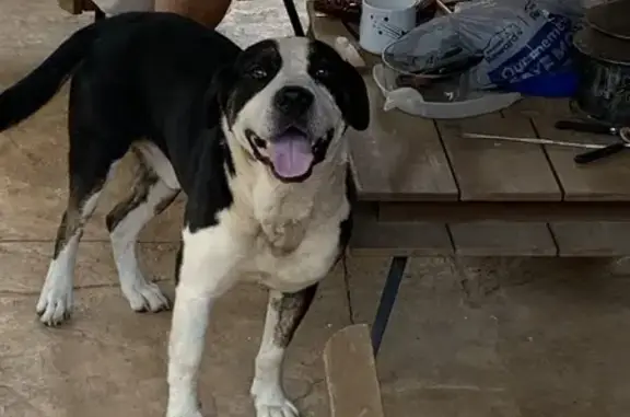 Found dog Patrick Springs, photo: Found Friendly Dog in Patrick Springs