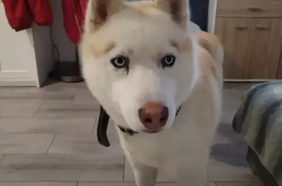 Animaux perdus , photo: Perdu : Husky blanc 3 ans, Rue des Graviers