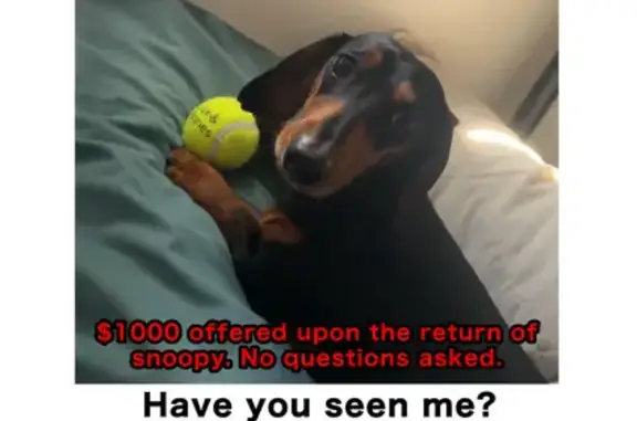 Lost Dog in Moreton Bay: Black & Tan