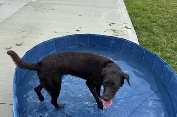 Lost pets Ashville, photo: Lost Chocolate Lab: Reese, 10 Months Old