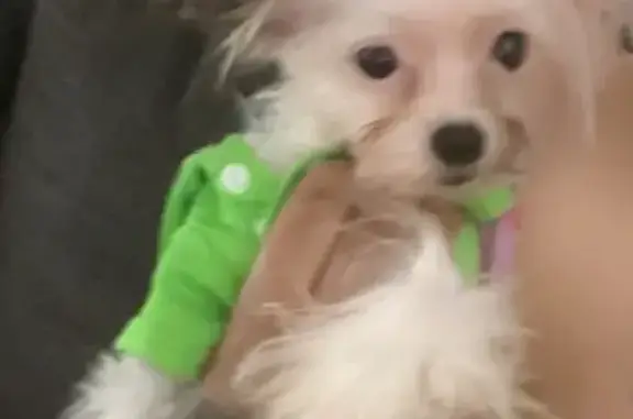 Lost and found pets Orlando, photo: Help Find Ringo: Missing Yorkie in Orlando