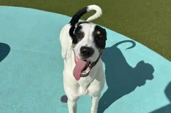Lost Dog: Friendly, Spotted Pup in Winston