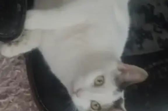 Lost pets Hobart, photo: Lost Cat: White & Tabby, Last Seen in Hobart