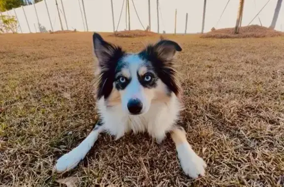 Lost and found pets , photo: Lost Australian Shepherd in Bradenton