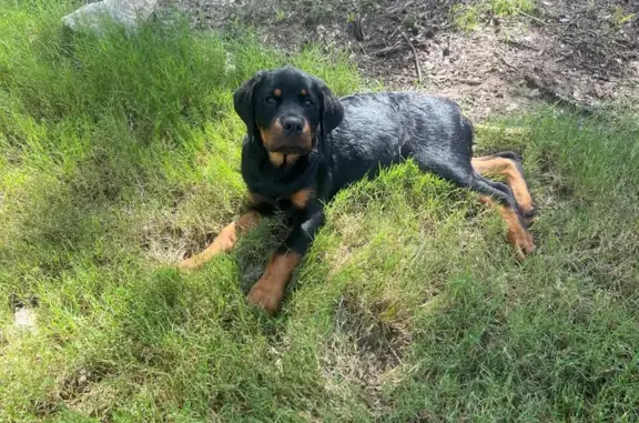 Lost Dog: Black & Mahogany in Austell
