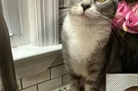 Lost Cat: Grey with White Feet in Agawam