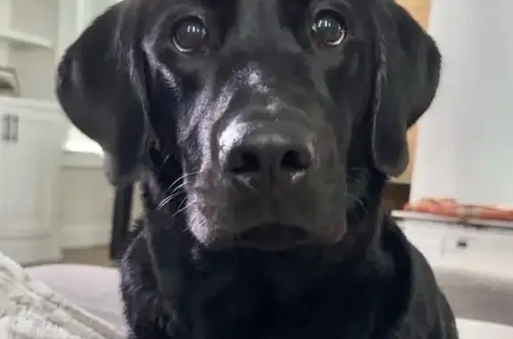 Lost Dog: Black Coat, No Collar - Lakeland
