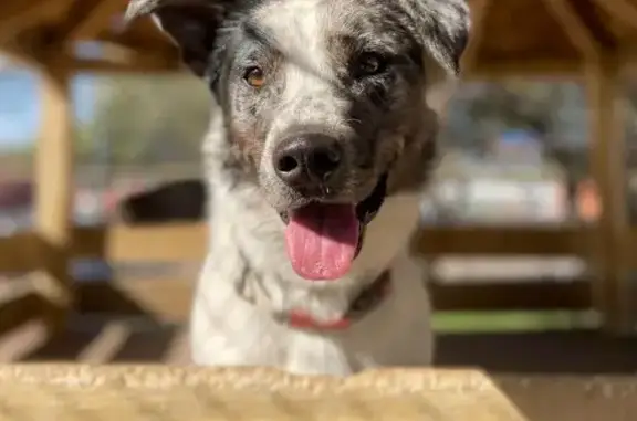 Lost Aussie: Blue Merle, Shaved Tail, Dallas