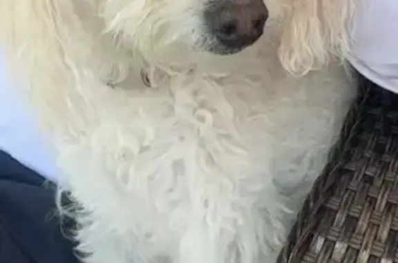 Lost White Dog: 8-Year-Old, No Collar