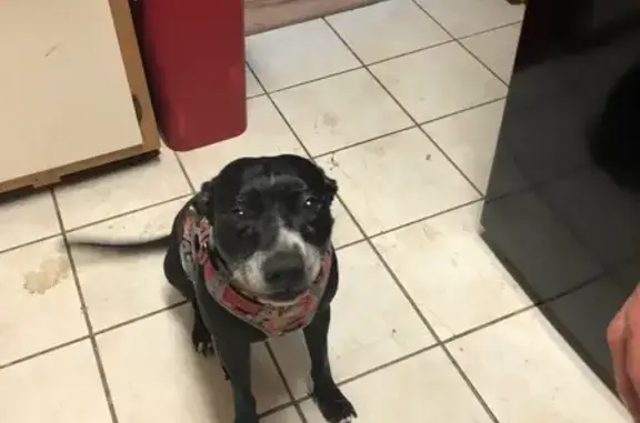Lost Dog: July 4th, East LA, Deney Ct