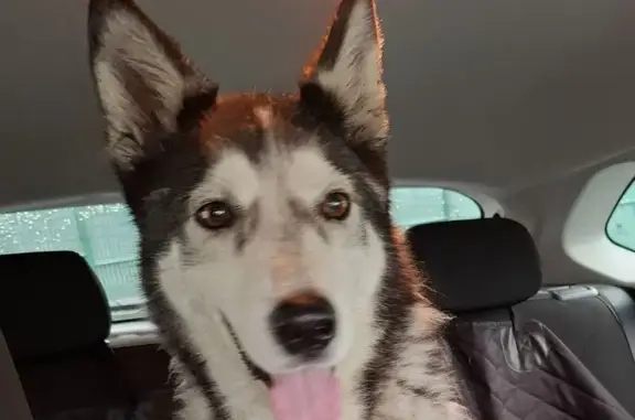 Chien trouvé , photo: Husky trouvé entre Labatmale et Pontacq