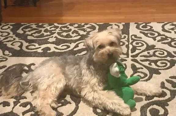 Lost Silky Terrier - 'King' in Waco