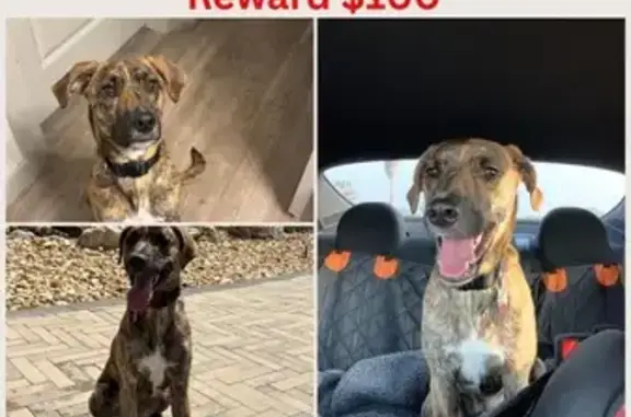 Lost Brindle Dog: Answers to Name, Combes