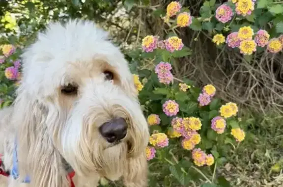 Lost Golden Doodle: Calm & Loves Toys