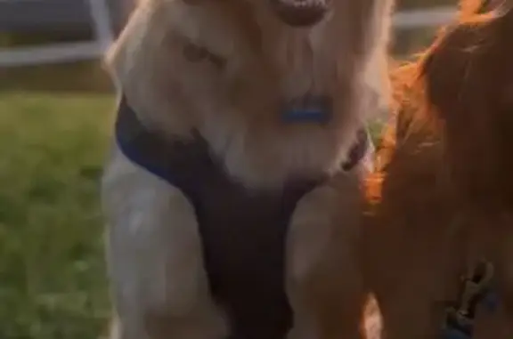 Lost Golden Retriever: Fred in Indianapolis