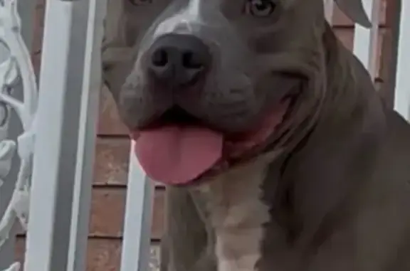 Lost and found pets New York, photo: Lost Gray Dog Near NJ Cemetery - Help!