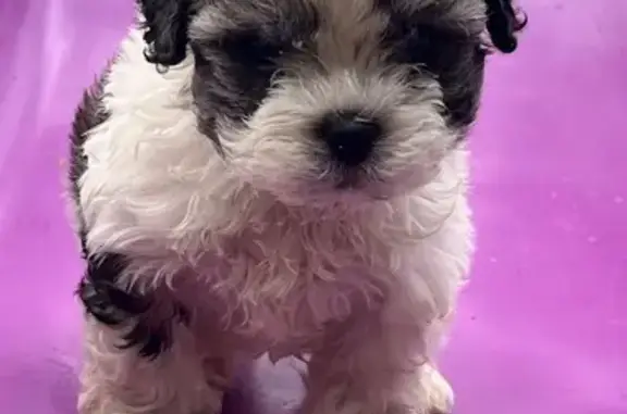Lost Japanese Chin: Help Find Our Dog!
