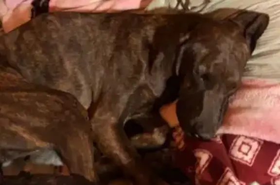 Lost Brindle Dog: Skittish but Sweet