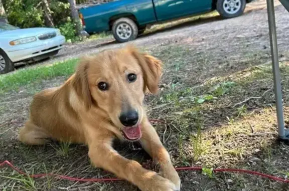 Lost Golden Retriever: Obi Kenobi Found?