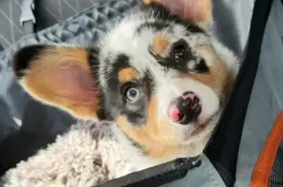 Lost Corgi: Reward for Piper's Return!