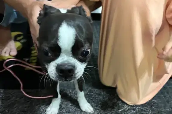 Found pets Indianapolis, photo: Friendly Black & White Dog Found - Indy
