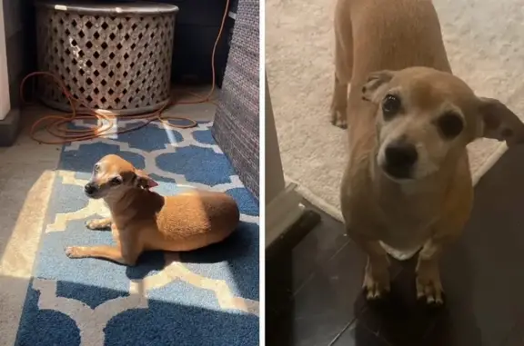 Lost: Zig, Small Chihuahua Mix in Corpus