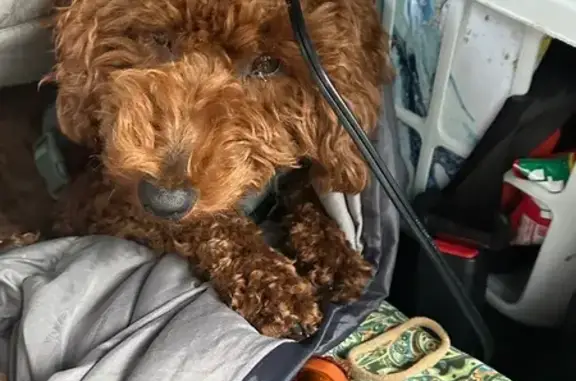 Lost Red Miniature Poodle in Athol