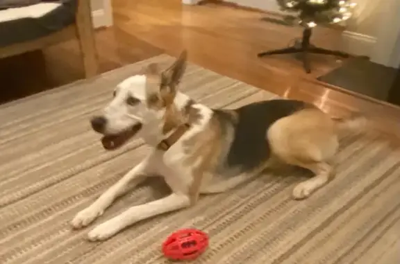 Lost Dog: 85lb Tall & Skinny in Bessemer