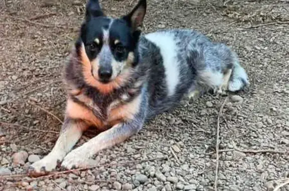 Lost Skittish Dog: Help Us Find Her!