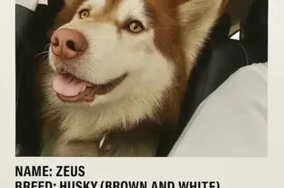 Lost Husky: Brown/White, Blue Collar