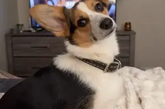 Lost Dog: Mini Aussie-Corgi Mix Missing