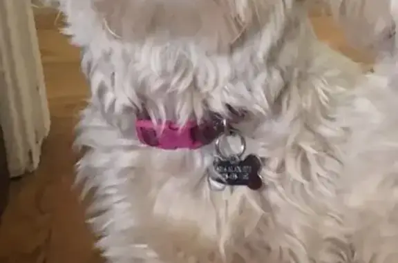 Lost Dog: Daisy, Small White Terrier Found?